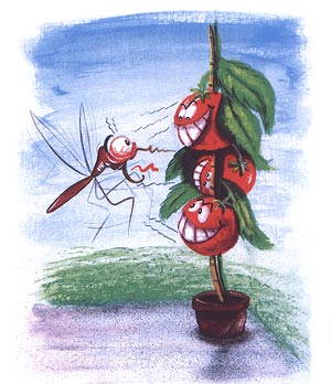 tomaten.jpg tomaten.jpg